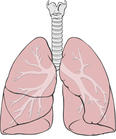 chimney smoke damaged lungs